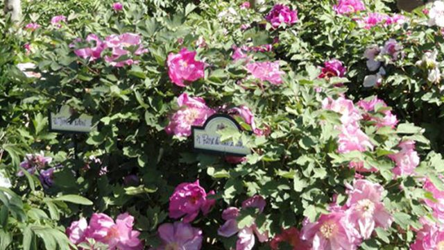 IL GIARDINO DELLE PEONIE DI VITORCHIANO