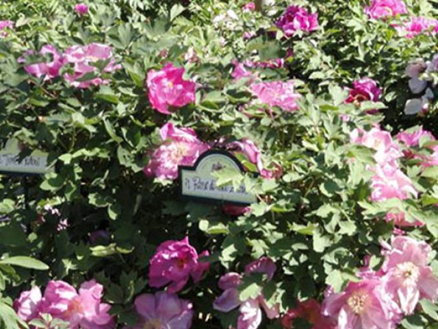 IL GIARDINO DELLE PEONIE DI VITORCHIANO